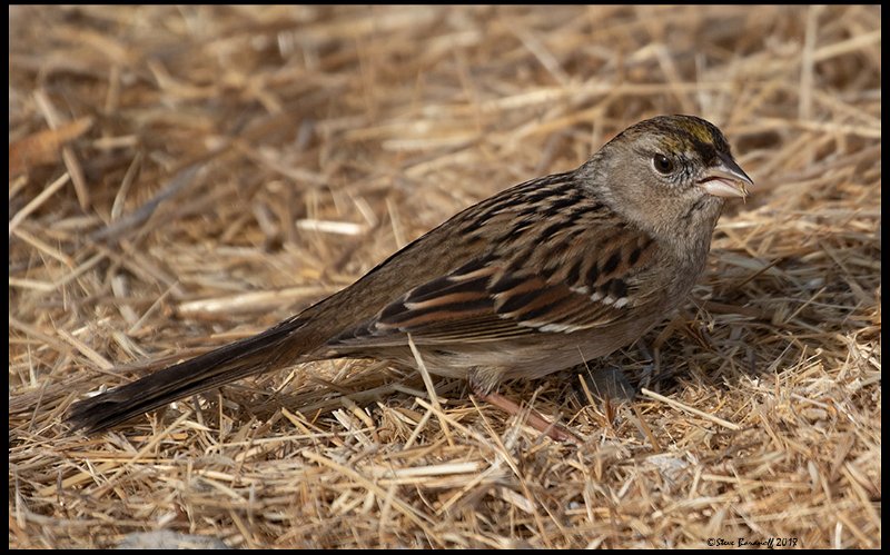 _8SB9558 golden-crowned sparrow.jpg
